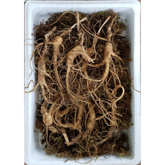 천방농산 산양산삼 황절삼 10년근(1뿌리)